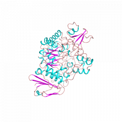 alpha-Glucosidase