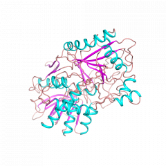 Cholesterol Oxidase