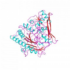 Cholesterol Oxidase