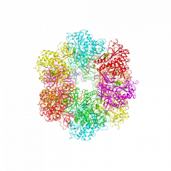 Glutamine Synthetase