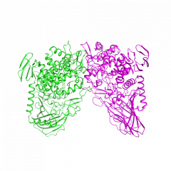 Maltose Phosphorylase