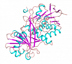 Sarcosine Oxidase (SOD-TE)