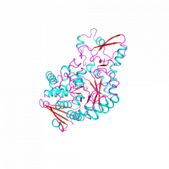 Sucrose Phosphorylase